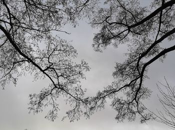 Low angle view of silhouette tree against sky