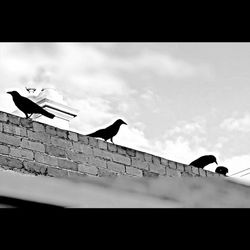 Low angle view of birds flying in sky