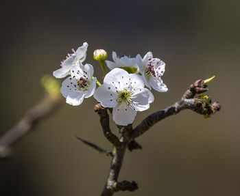 Close-up of white apple blossoms in spring