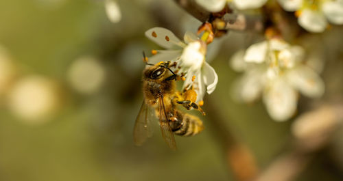 Close-up of bee pollinating flower