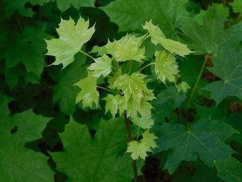 High angle view of flowering plant