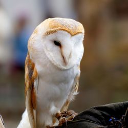 Close-up of barn owl on hand
