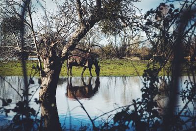 Reflection of trees in water