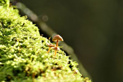 Close-up of lizard on a plant