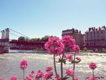 Pink flowers blooming against clear sky