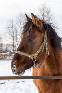 Horse in snow