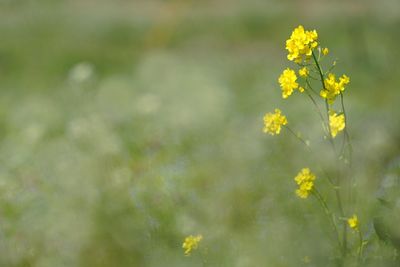 Close-up of yellow flowers blooming in field