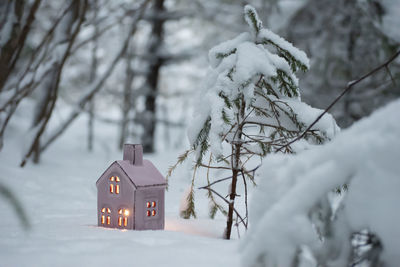 Close-up of snow covered plants against trees during winter