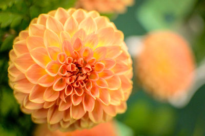 Close-up of orange flower