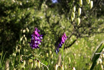 Close-up of purple flowering plants