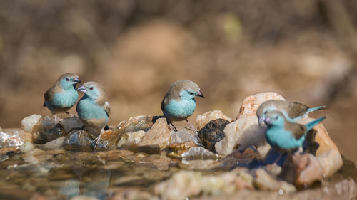 Close-up of birds perching