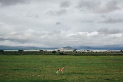 Bird on field against sky