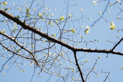 Low angle view of bare tree against blue sky