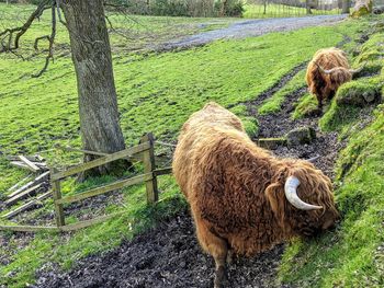 Highland cows grazing in a field.