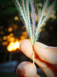 Close-up of hand holding plant