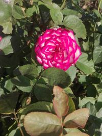Close-up of pink rose