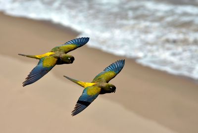 Bird flying over sea