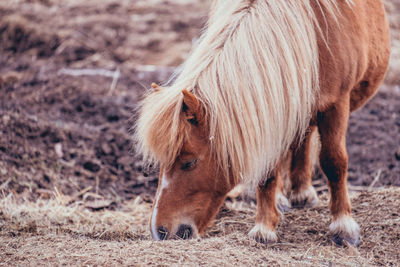 Horse in a field