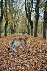 View of dog on street during autumn