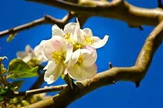 Close-up of white flowers blooming against blue sky