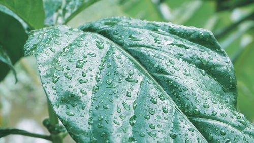 Close-up of raindrops on leaves