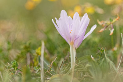 Close-up of purple crocus flower
