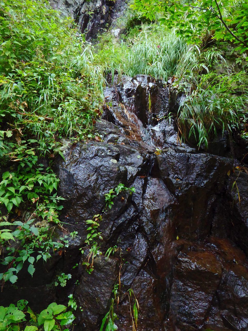 MOSS GROWING ON ROCK IN FOREST