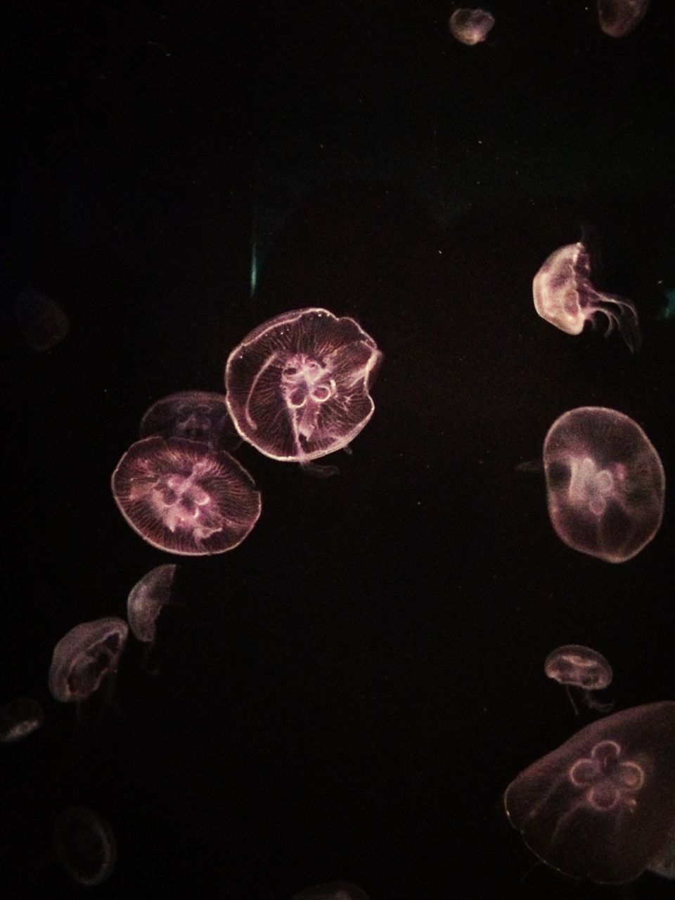 water, jellyfish, underwater, animal themes, sea life, transparent, beauty in nature, swimming, fragility, nature, wildlife, animals in the wild, close-up, night, no people, undersea, bubble, mid-air, reflection, outdoors