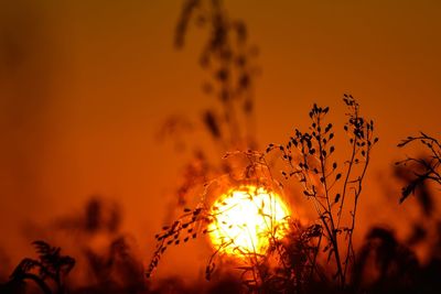 Close-up of silhouette plant against orange sky