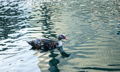 High angle view of duck swimming in lake