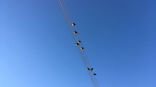 Low angle view of birds on cables against clear blue sky