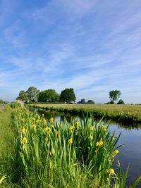 Flowers growing on field by canal against sky