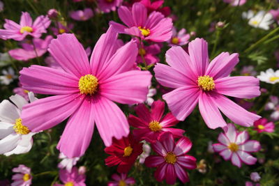 Close-up of pink flowers blooming outdoors