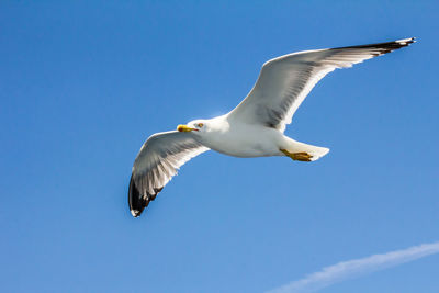 Low angle view of seagull flying