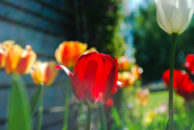 Close-up of red tulip flowers in yard