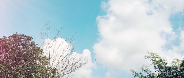 Low angle view of trees against sky