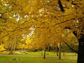 Trees in park during autumn