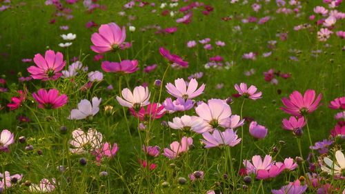 Close-up of pink cosmos flowers in field