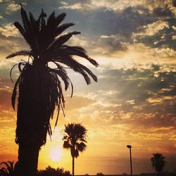 Silhouette of palm trees at sunset