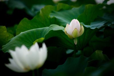 Close-up of white flower blooming outdoors