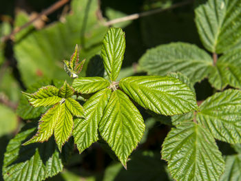 Close-up of green leaves