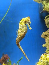 High angle view of sea horse in sea