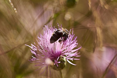 Bee on pink flower eating pollen, macro photography, details, colorful