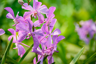 Close-up of wet purple flowering plant
