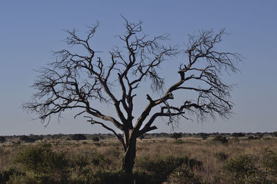 Bare tree on field against sky