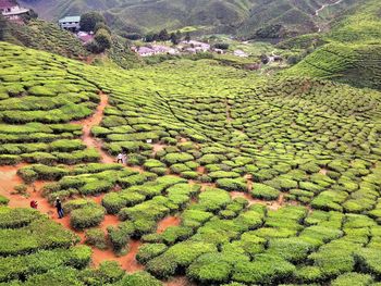 View of crop in field