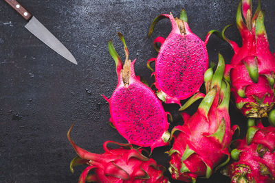 High angle view of pink roses on plant