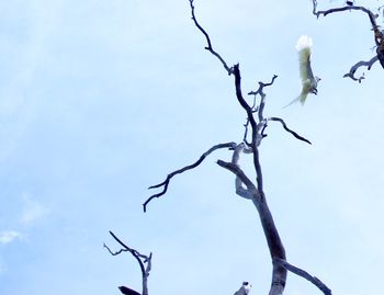 Low angle view of flowering plant against clear sky