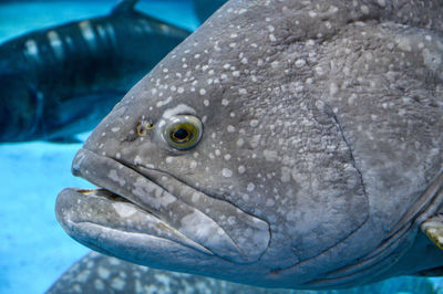 Close-up of fish swimming in sea