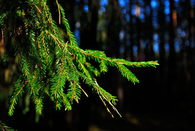 Close-up of green leaves